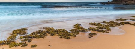 A beach with mounds of seaweed with the blue ocean behind it.
