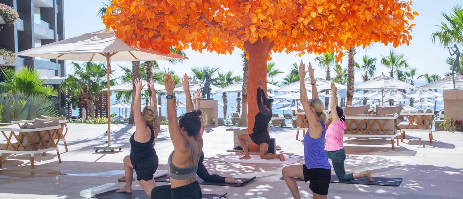 people stretching on the mats on the ground in front of an orange tree with the ocean in the background