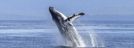 A black and white humpback whale breaching the ocean waters