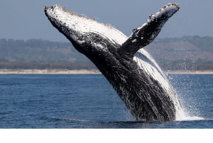 A humpback whale breaching the ocean waters